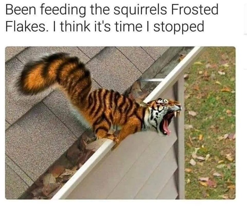 Been feeding the squirrels Frosted Flakes. I think it's time I stopped