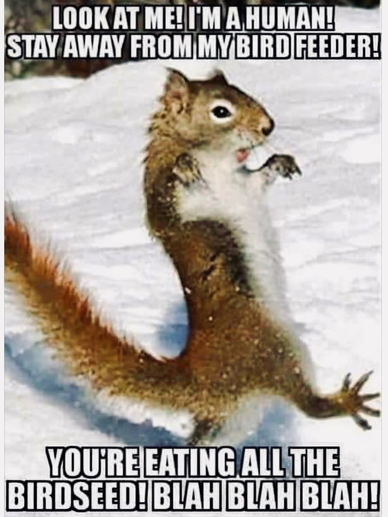 LOOK AT ME! I'M A HUMAN! STAY AWAY FROM MY BIRD FEEDER! YOU'RE EATING ALL THE BIRDSEED! BLAH BLAH BLAH!