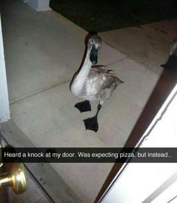 Heard a knock at my door. Was expecting pizza, but instead...