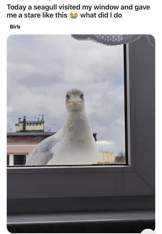 Today a seagull visited my window and gave me a stare like this Birb what did I do
