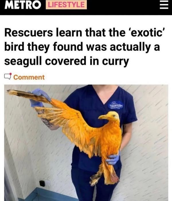 METRO LIFESTYLE III Rescuers learn that the 'exotic' bird they found was actually a seagull covered in curry Comment