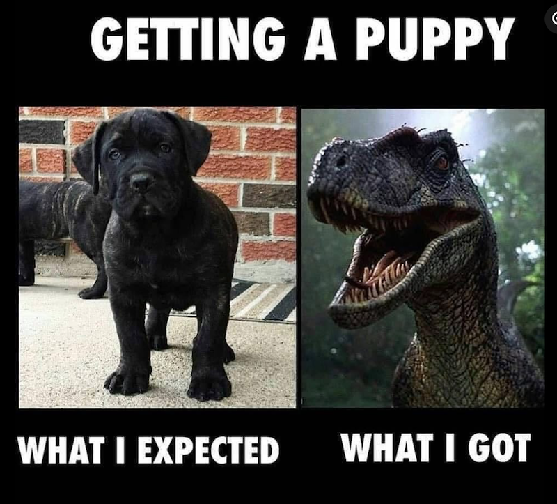 GETTING A PUPPY IN WHAT I EXPECTED WHAT I GOT