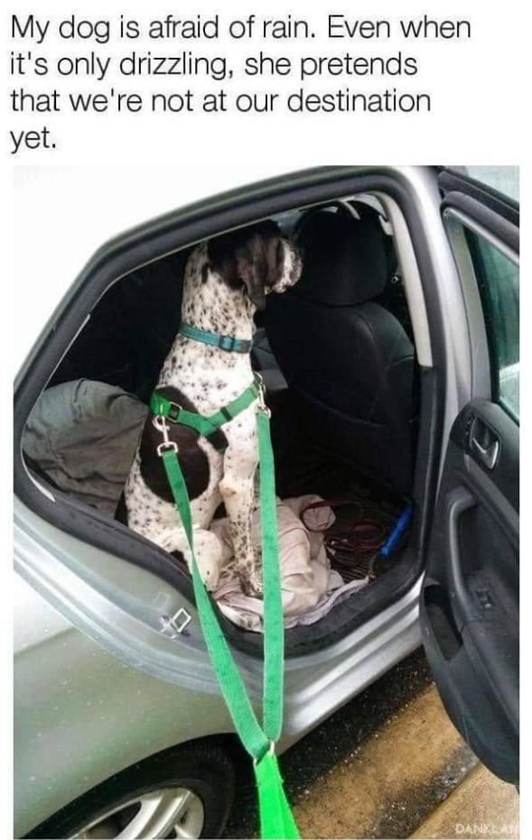 My dog is afraid of rain. Even when it's only drizzling, she pretends. that we're not at our destination yet. DANKLAN