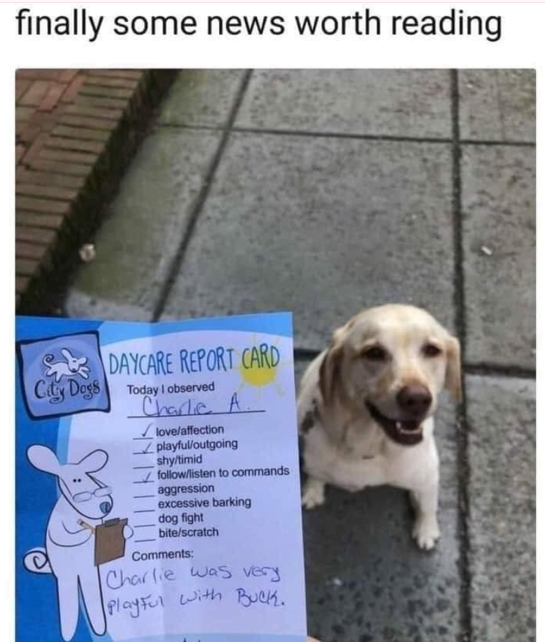 finally some news worth reading City Dogs DAYCARE REPORT CARD Today I observed Charlie A love/affection ✓ playful/outgoing shy/timid ✓follow/listen to commands aggression excessive barking dog fight bite/scratch Comments: Charlie was very Playful with Buck.