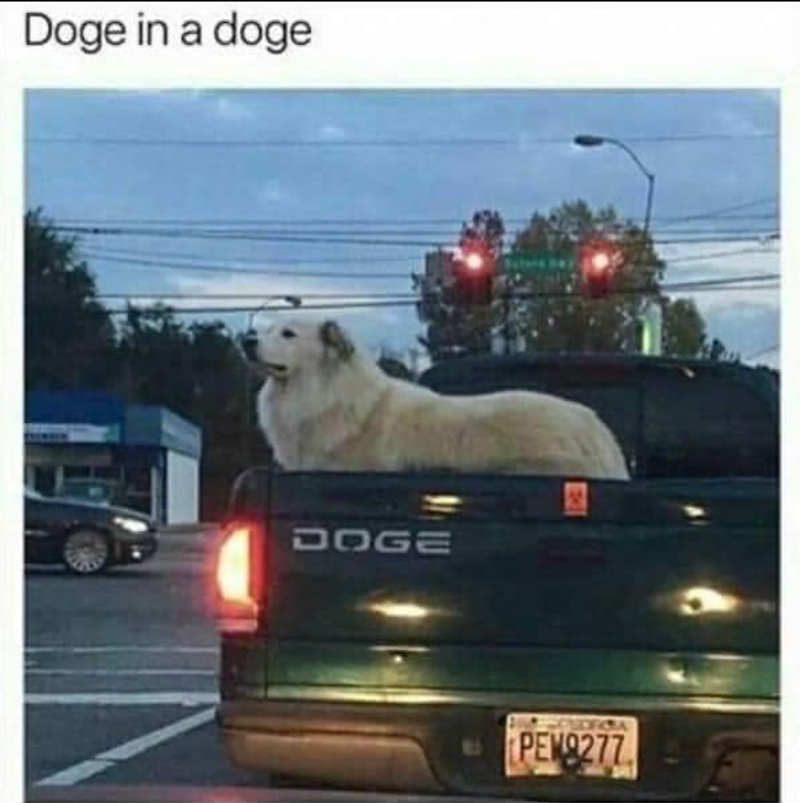 Doge in a doge DOGE PEW9277