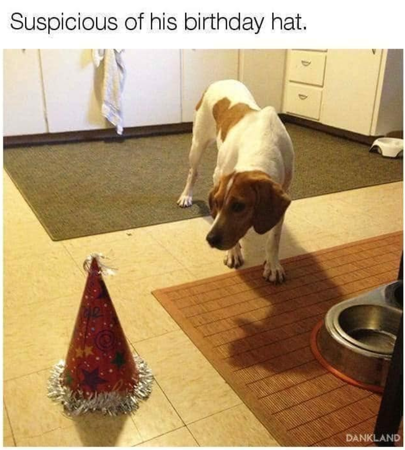 Suspicious of his birthday hat. DANKLAND