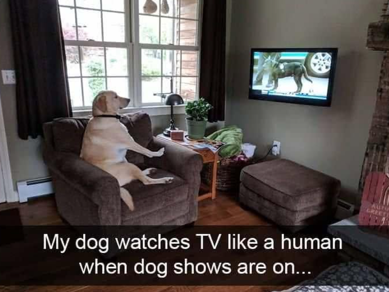 My dog watches TV like a human when dog shows are on... Auru GREET