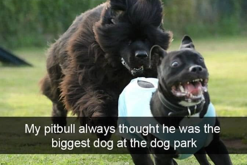 My pitbull always thought he was the biggest dog at the dog park