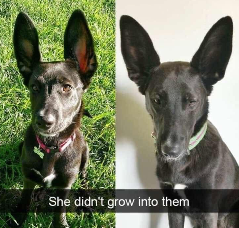 She didn't grow into them