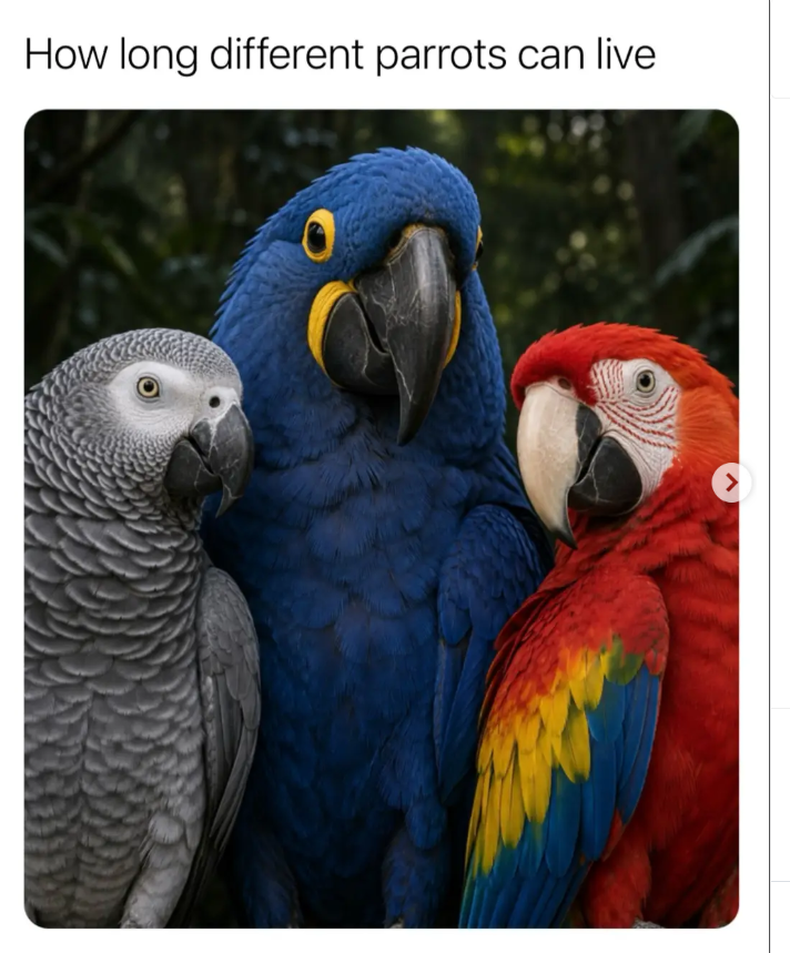 How long different parrots can live