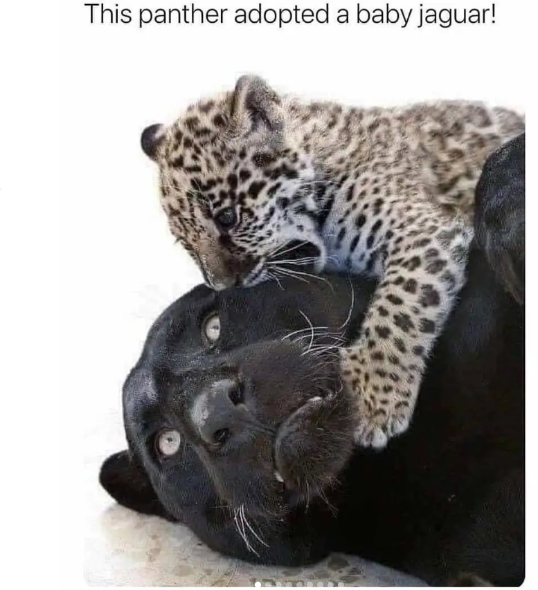 This panther adopted a baby jaguar!