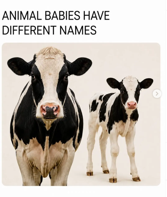 ANIMAL BABIES HAVE DIFFERENT NAMES