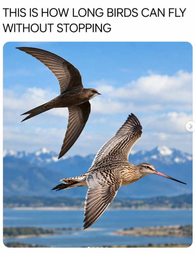 THIS IS HOW LONG BIRDS CAN FLY WITHOUT STOPPING >