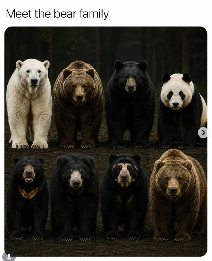 Meet the bear family >