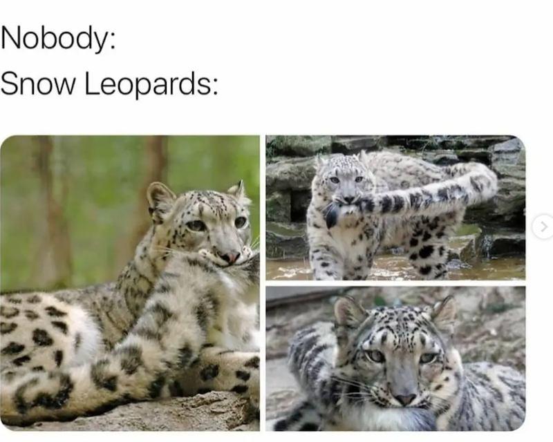 Nobody: Snow Leopards: >