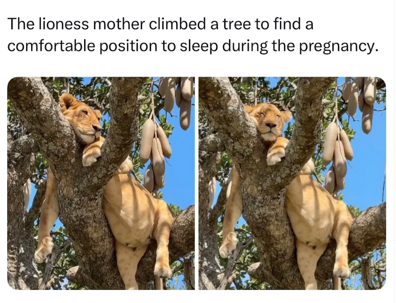 The lioness mother climbed a tree to find a comfortable position to sleep during the pregnancy.