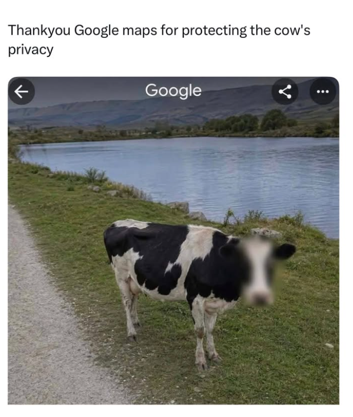 Thankyou Google maps for protecting the cow's privacy ← Google
