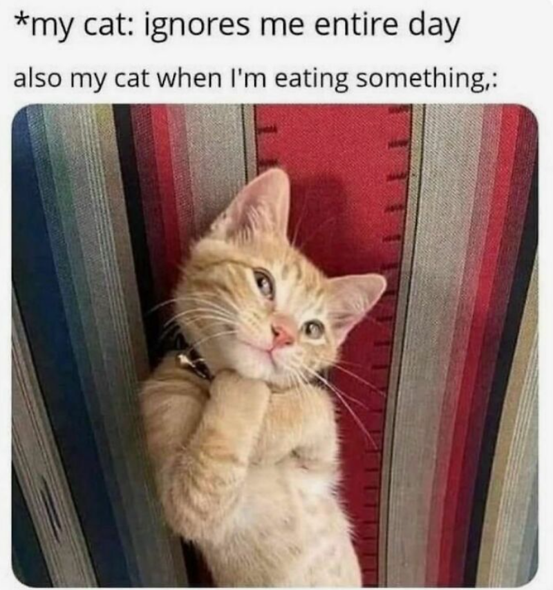 *my cat: ignores me entire day also my cat when I'm eating something,:
