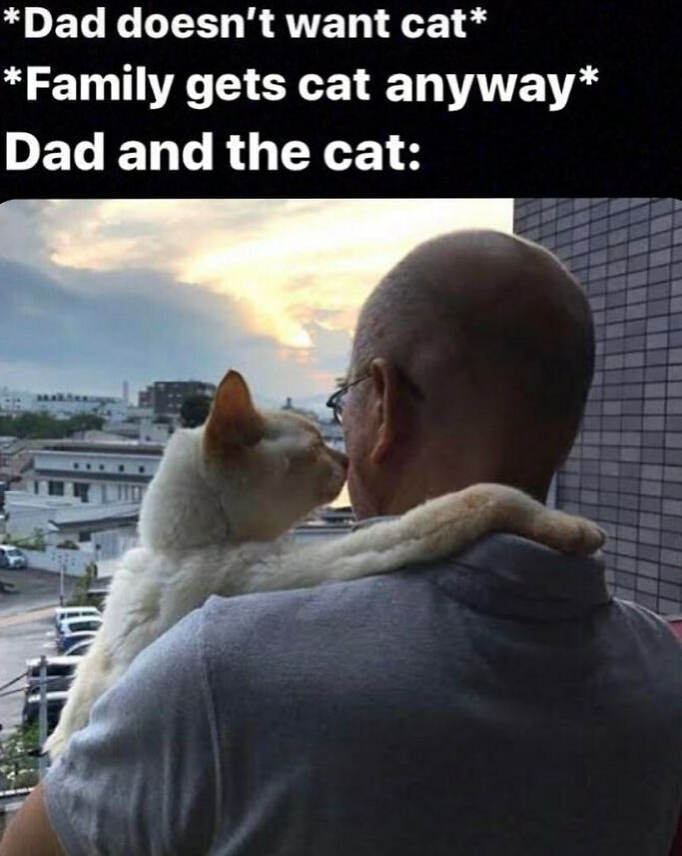 *Dad doesn't want cat* *Family gets cat anyway* Dad and the cat: