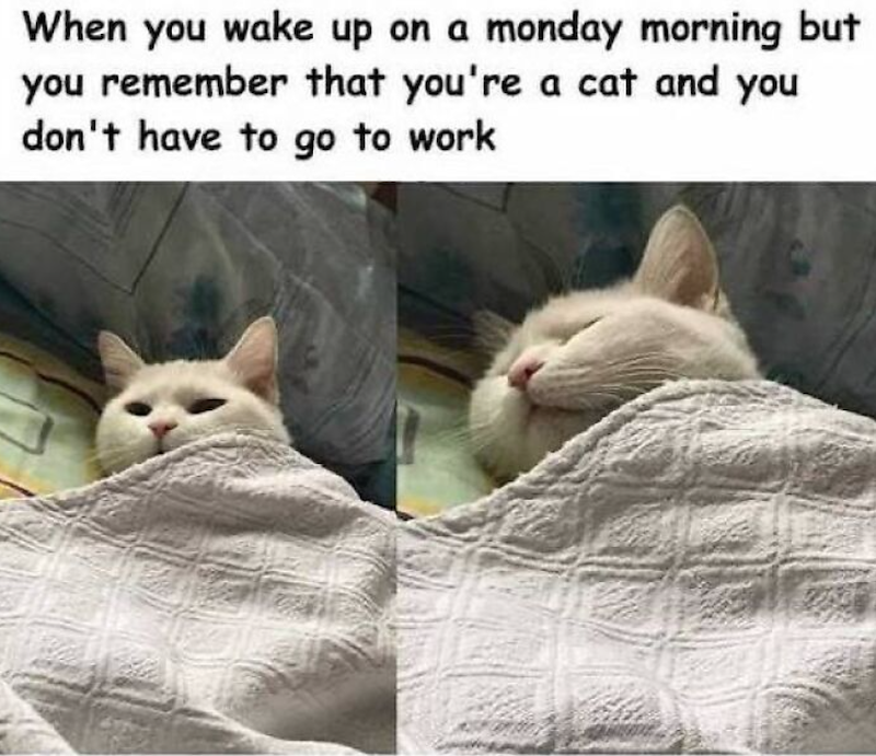When you wake up on a monday morning but you remember that you're a cat and you don't have to go to work