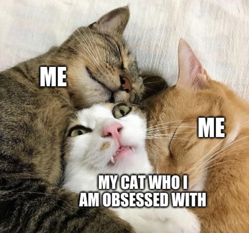 ME MY CAT WHO I ME AM OBSESSED WITH