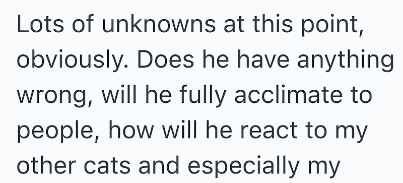 Lots of unknowns at this point, obviously. Does he have anything wrong, will he fully acclimate to people, how will he react to my other cats and especially my