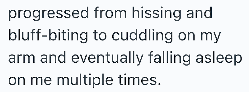 progressed from hissing and bluff-biting to cuddling on my arm and eventually falling asleep on me multiple times.