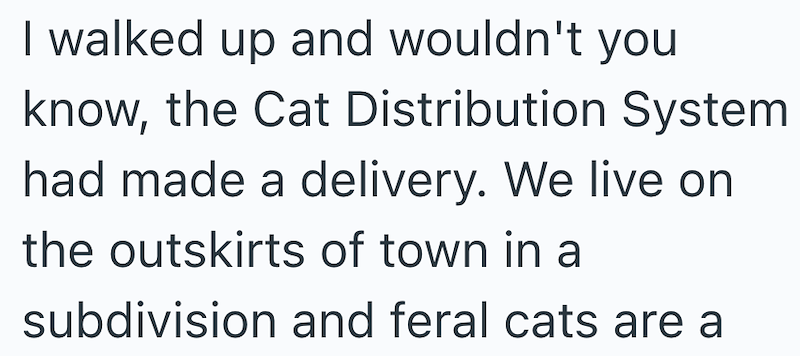 I walked up and wouldn't you know, the Cat Distribution System had made a delivery. We live on the outskirts of town in a subdivision and feral cats are a