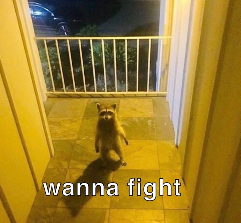 wanna fight