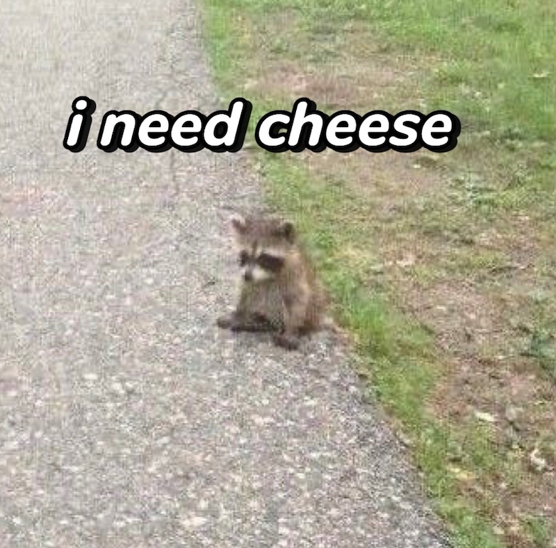 ineed cheese