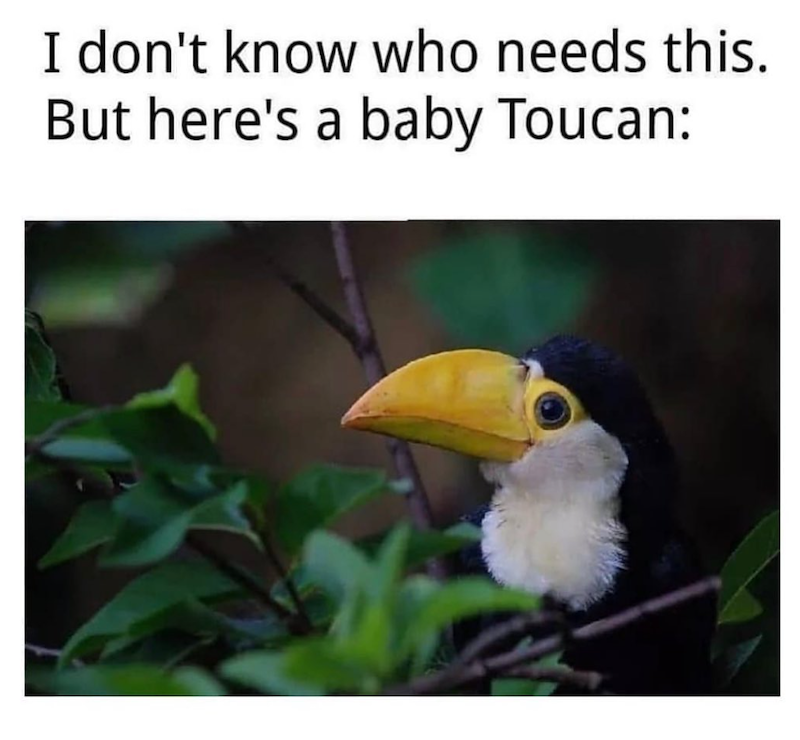 I don't know who needs this. But here's a baby Toucan:
