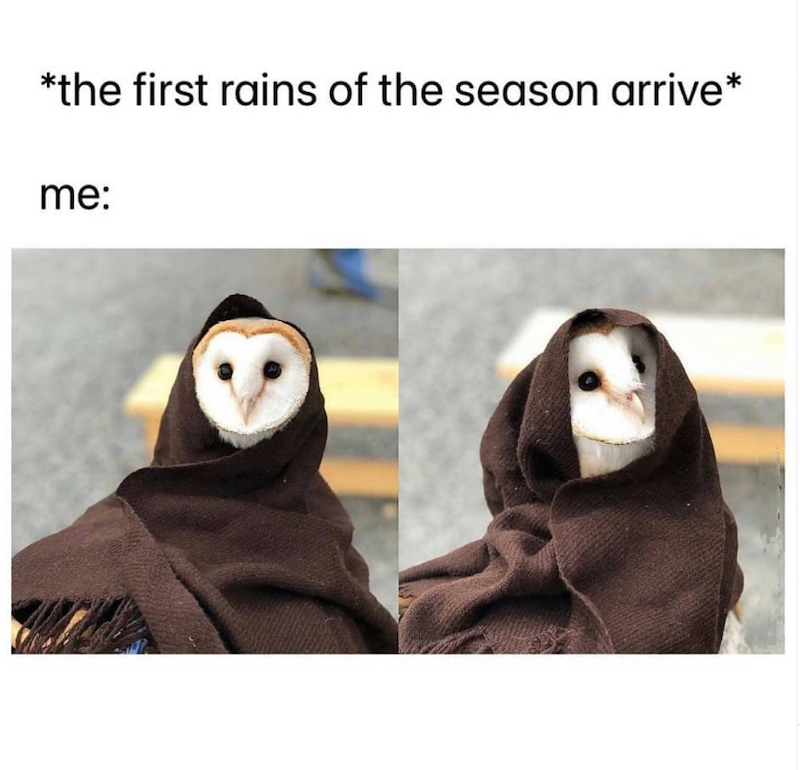 *the first rains of the season arrive* me: