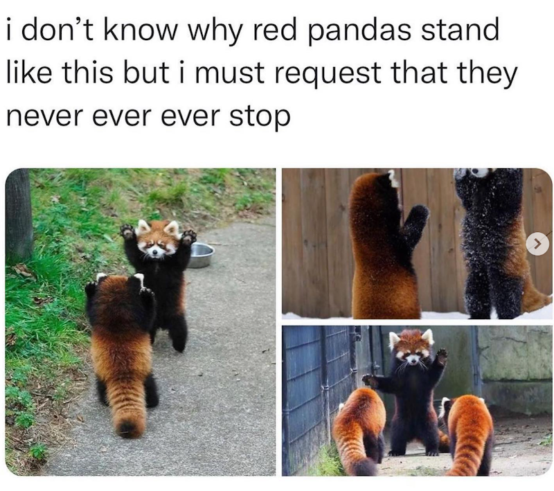 i don't know why red pandas stand like this but i must request that they never ever ever stop >
