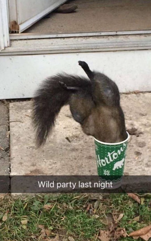 Hortons Wild party last night