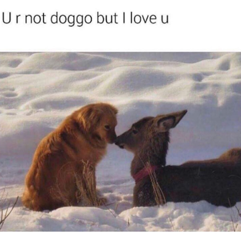 Ur not doggo but I love u