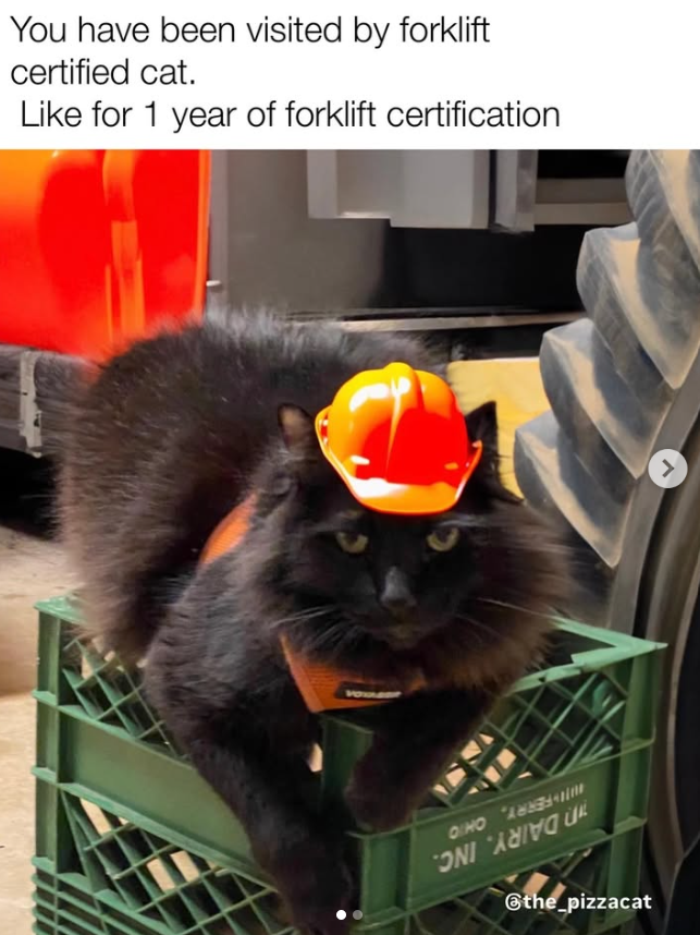 You have been visited by forklift certified cat. Like for 1 year of forklift certification the pizzacat <