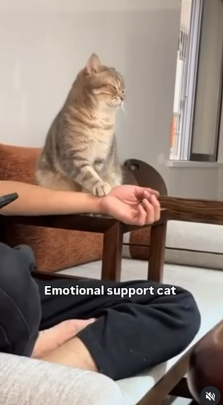 Emotional support cat 71