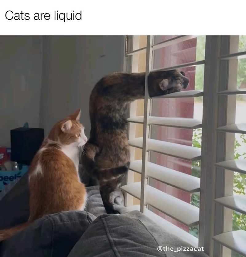 Cats are liquid peek @the_pizzacat