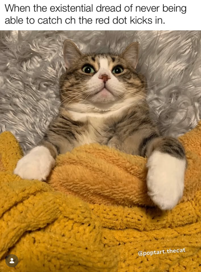 When the existential dread of never being able to catch ch the red dot kicks in. @poptart.thecat