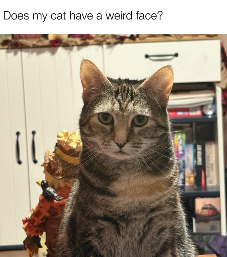 Does my cat have a weird face? 11
