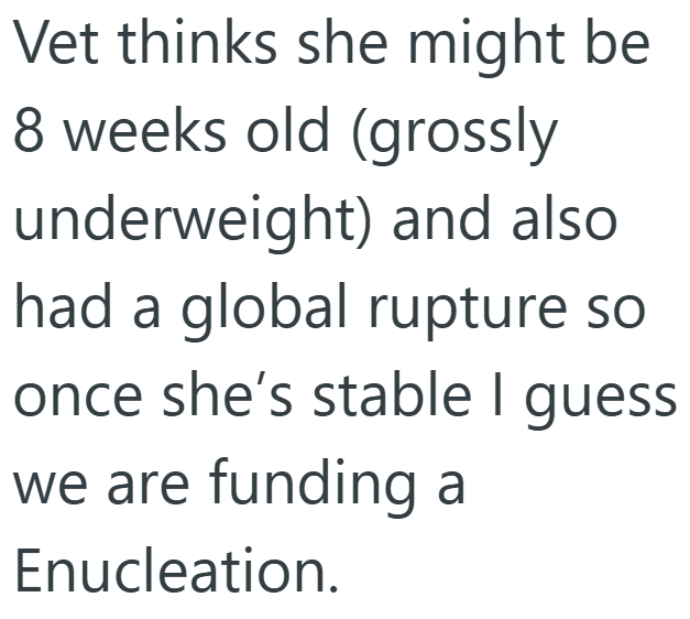 Vet thinks she might be 8 weeks old (grossly underweight) and also had a global rupture so once she's stable I guess we are funding a Enucleation.