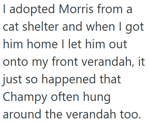I adopted Morris from a cat shelter and when I got him home I let him out onto my front verandah, it just so happened that Champy often hung around the verandah too.