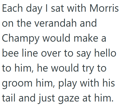 Each day I sat with Morris on the verandah and Champy would make a bee line over to say hello to him, he would try to groom him, play with his tail and just gaze at him.