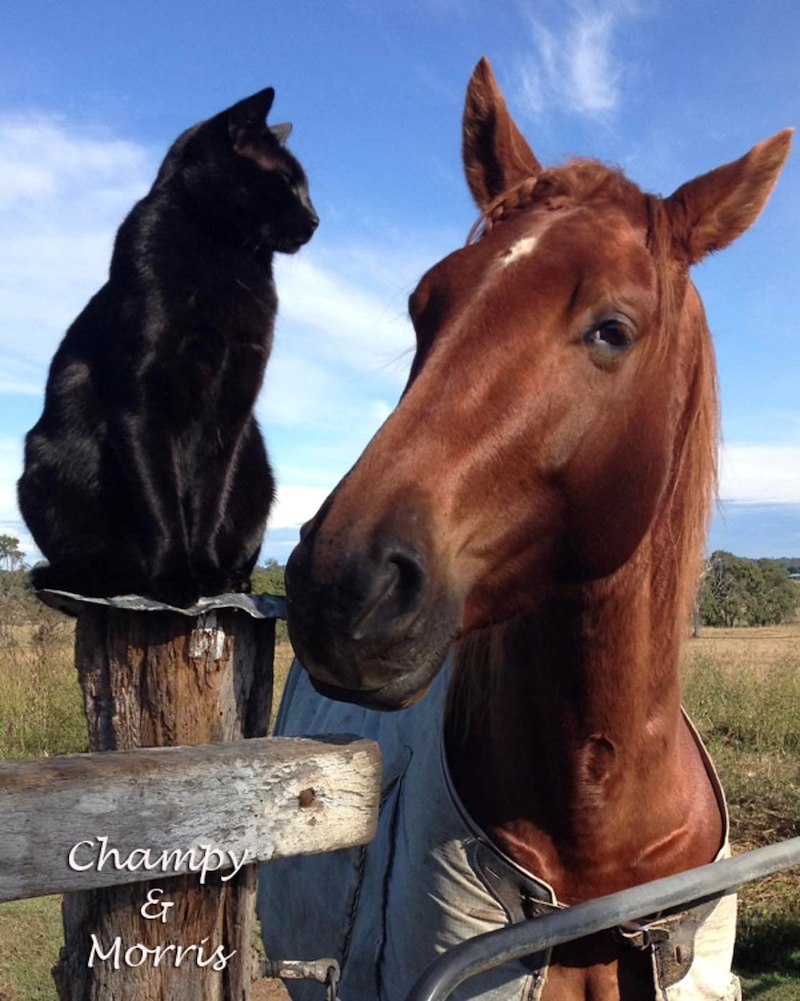 Champy & Morris