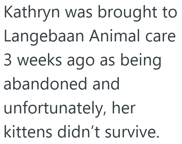 Kathryn was brought to Langebaan Animal care 3 weeks ago as being abandoned and unfortunately, her kittens didn't survive.
