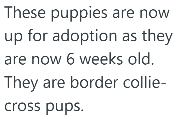 These puppies are now up for adoption as they are now 6 weeks old. They are border collie- cross pups.