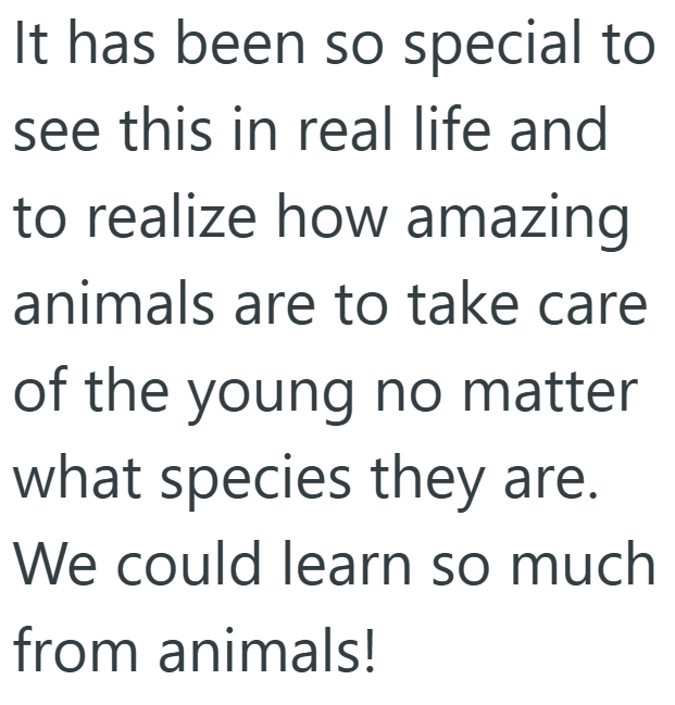 It has been so special to see this in real life and to realize how amazing animals are to take care of the young no matter what species they are. We could learn so much from animals!