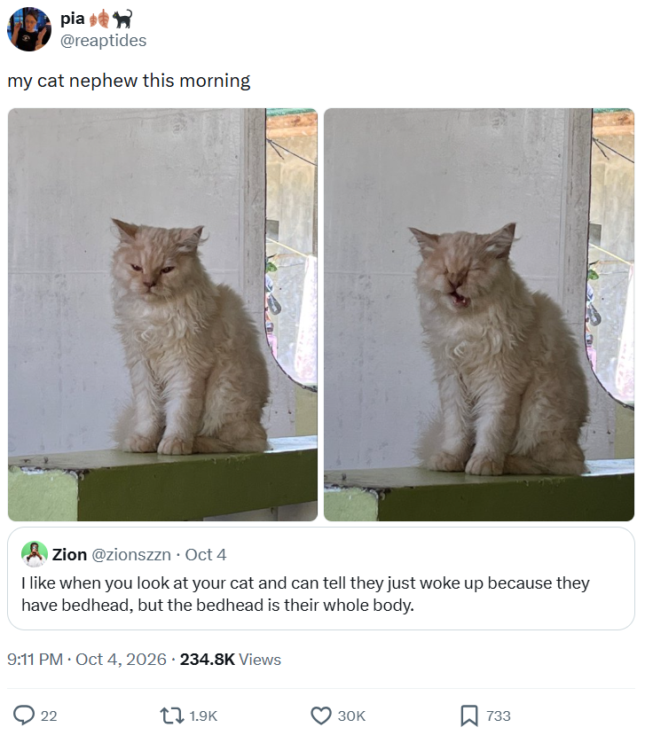 pia @reaptides my cat nephew this morning Zion @zionszzn⚫ Oct 4 I like when you look at your cat and can tell they just woke up because they have bedhead, but the bedhead is their whole body. 9:11 PM • Oct 4, 2026 234.8K Views 22 1.9K 30K 733
