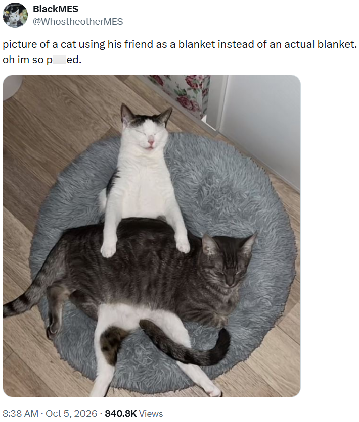 BlackMES @WhostheotherMES picture of a cat using his friend as a blanket instead of an actual blanket. oh im so ped. 8:38 AM • Oct 5, 2026 840.8K Views