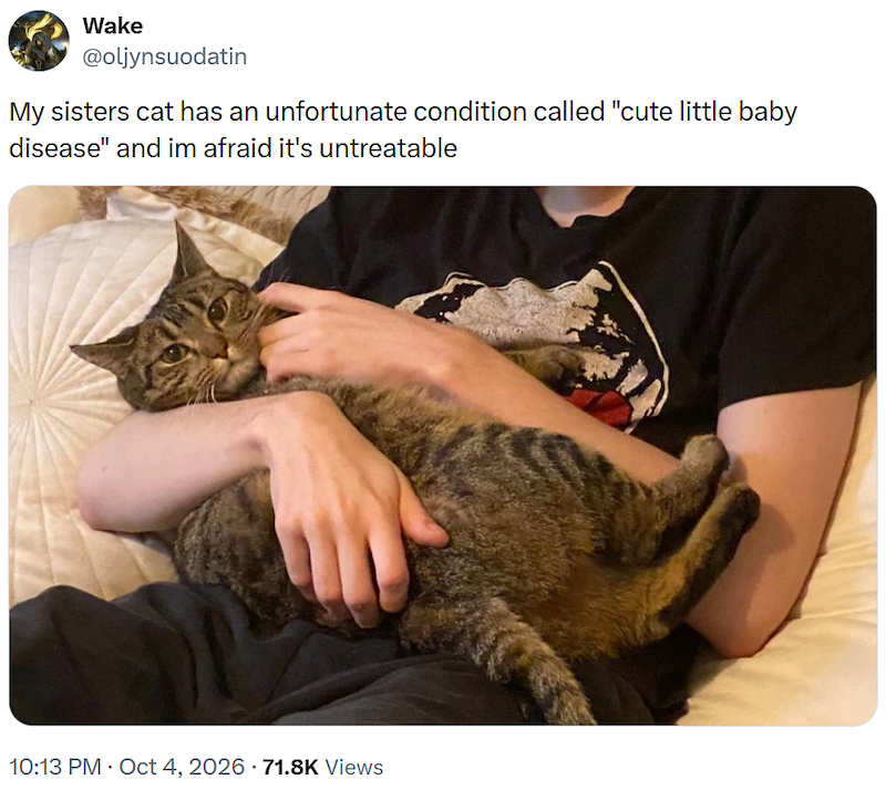 Wake @oljynsuodatin My sisters cat has an unfortunate condition called "cute little baby disease" and im afraid it's untreatable 10:13 PM - Oct 4, 2026 71.8K Views